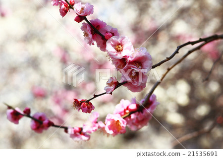 梅花 梅花 21535691