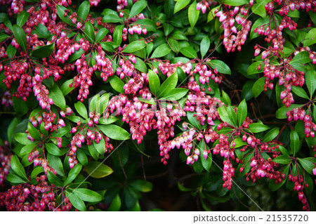 Safflower Asebi flowers 21535720