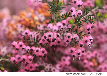 Janome Erika Janome Erika 21535945