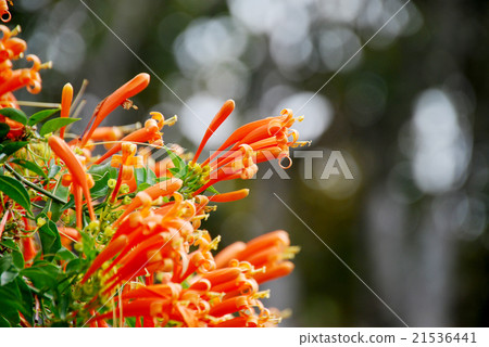 Orange trumpet, Fire-cracker vine flowers 21536441