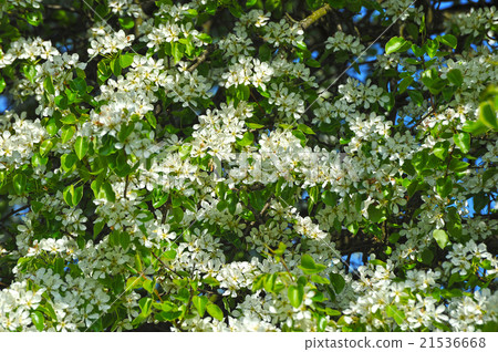 background - blossoming cherry background - blossoming cherry 21536668