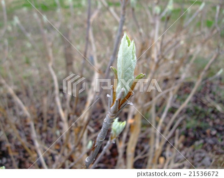 貓王威利 21536672