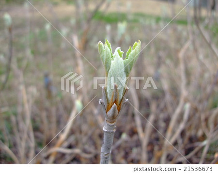 貓王威利 貓王威利 21536673