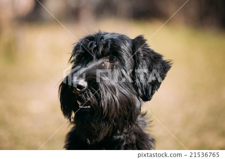 Portrait of black Giant Schnauzer or Portrait of black Giant Schnauzer or 21536765