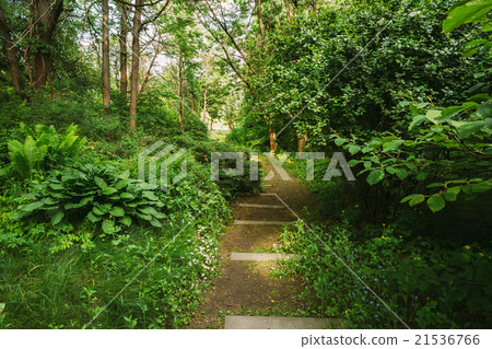 Empty Lane, Path, Way in summer forest Empty Lane, Path, Way in summer forest 21536766
