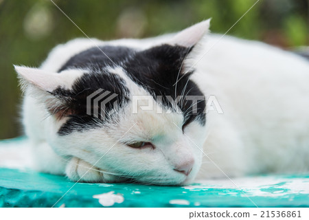 Black and white sleep cat on stone chair 21536861