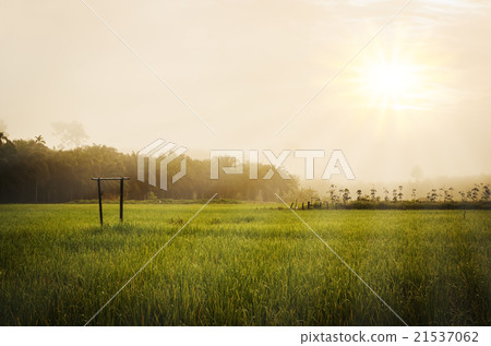 Green grass field with morning sky 21537062