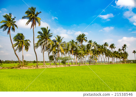 Paddy fields and palm trees Paddy fields and palm trees 21538546