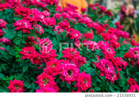 Close-up of red pygmy rose blossom in garden. 21538931