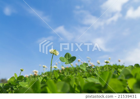 四片葉子三葉草和藍天 四片葉子三葉草和藍天 21539431