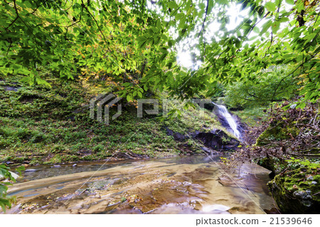 Two-valley valley valley natural treasure "Otaki" An unusual beautiful waterfall where the cave and the waterfall are separated into two sections in front and behind and left and right. Fresh green season 21539646