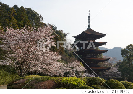 Cherry Blossoms and Rurikoji Temple Cherry Blossoms and Rurikoji Temple 21539702