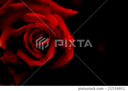 深紅玫瑰 21539951