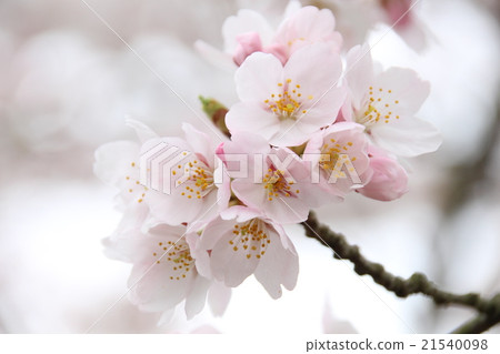 櫻花 21540098
