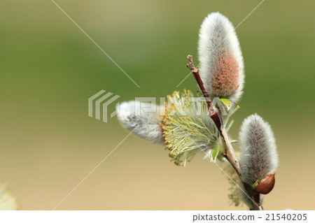 天然植物大亨,花開始綻放。絨毛下的紅色就像雄蕊伸展前的狀態 天然植物大亨,花開始綻放。絨毛下的紅色就像雄蕊伸展前的狀態 21540205