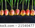 bouquet of red and yellow tulips 21540477