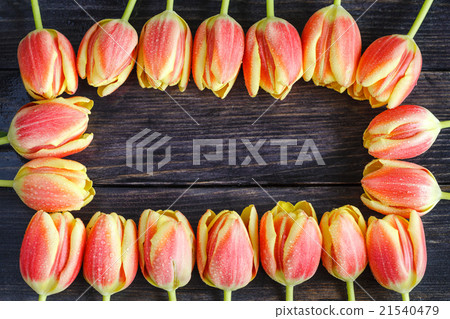 bouquet of red and yellow tulips 21540479