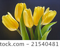 Buds of yellow tulips macro 21540481