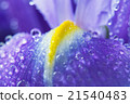 Purple Iris petals with water droplets 21540483