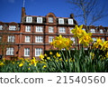 Narcissus 21540560