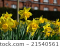 Narcissus 21540561