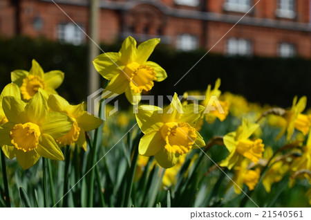 Narcissus Narcissus 21540561