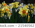 Narcissus 21540562