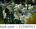 Narcissus 21540563