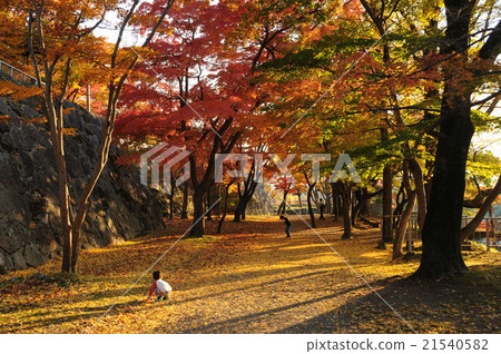 在盛岡城堡遺址公園在秋天 在盛岡城堡遺址公園在秋天 21540582
