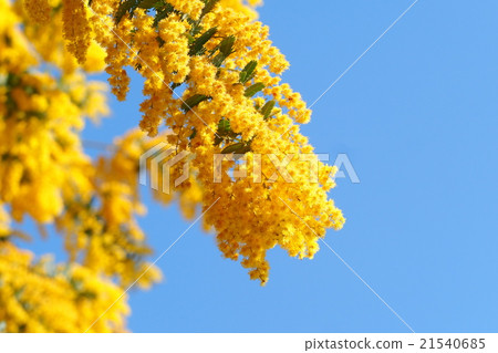 含羞草花 21540685