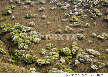 Ryugatsu no Shiro Yashio 21540748