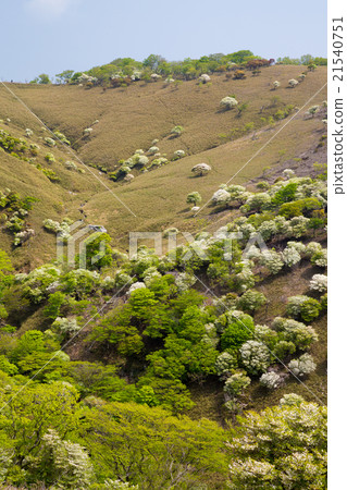 Ryugatsu no Shiro Yashio 21540751