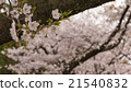 Yoshino cherry tree in full bloom 21540832