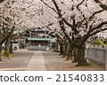 Yoshino cherry tree in full bloom 21540833