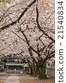 Yoshino cherry tree in full bloom 21540834