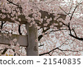 Yoshino cherry tree in full bloom 21540835