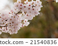 Yoshino cherry tree in full bloom 21540836