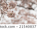 Yoshino cherry tree in full bloom 21540837