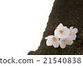 Yoshino cherry tree in full bloom 21540838