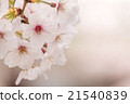 Yoshino cherry tree in full bloom 21540839