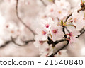 Yoshino cherry tree in full bloom 21540840