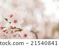 Yoshino cherry tree in full bloom 21540841
