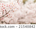 Yoshino cherry tree in full bloom 21540842