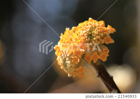 Mitumata花 21540933