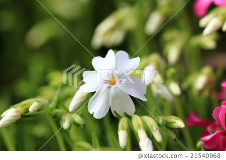 Moss phlox Moss phlox 21540968
