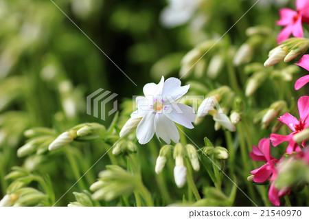 Moss phlox Moss phlox 21540970