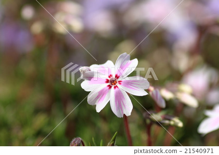 Moss phlox Moss phlox 21540971