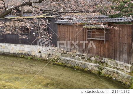 [京都] G園的街道和櫻花 21541182