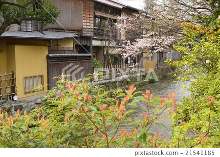 [京都] G園的街道和櫻花 21541185