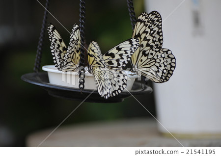 Tama animal park butterfly of insect pavilion Tama animal park butterfly of insect pavilion 21541195